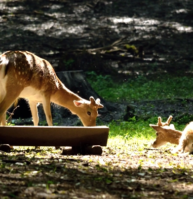 wildlife 2