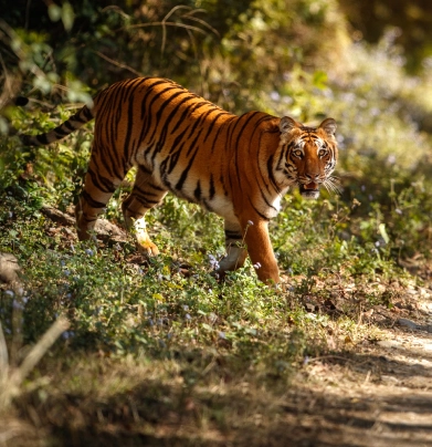 wildlife 3