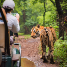 wildlife experience